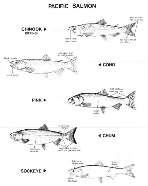 Make a coloring book with salmon for one click. Pacific salmon coloring pages download and print for free