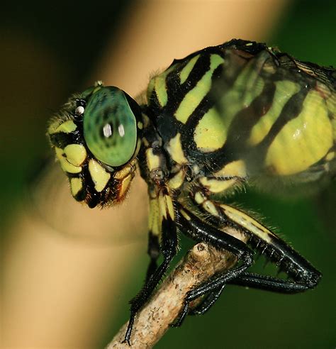 Dragonfly Macro Photos by hypergurl - Insectology Photo (4757607) - Fanpop