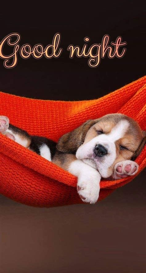 A Puppy Sleeping In A Hammock With The Caption Good Night