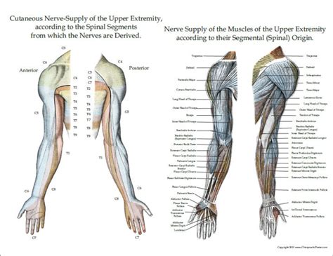 Nerve Innervation Of Upper And Lower Extremities Posters 3 Clinical