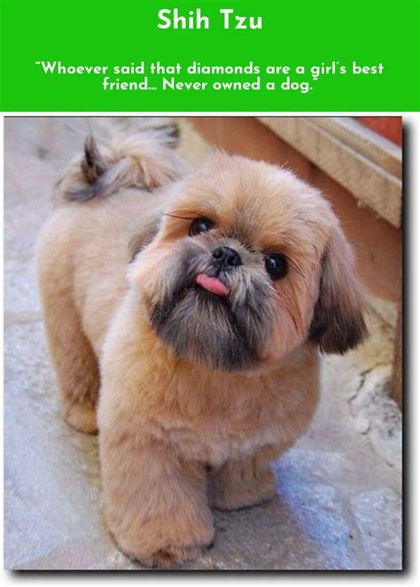 The annual cost or upkeep is often overlooked when determining a shih tzus true ownership cost. Find more information on Shih Tzu #ShihTzu Check the webpage to find out more... | Shih tzu ...