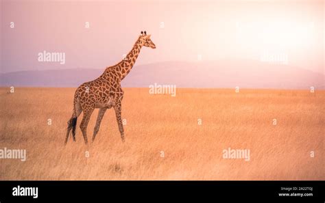 Lonely Giraffe In The Savannah Serengeti National Park At Sunset Wild