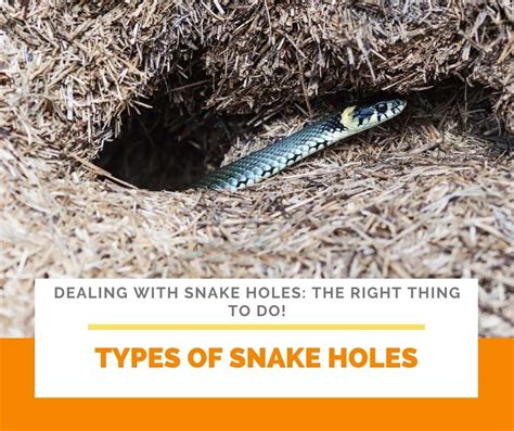 How To Find Snake Holes In Yard Digital Combination