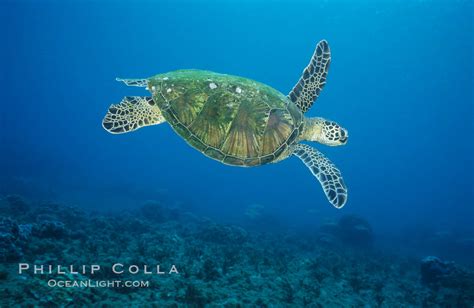 Green Sea Turtle West Maui Chelonia Mydas Hawaii 02909