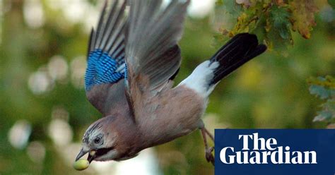 Rattle And Screech As Jays And Magpies Go On Raptor Alert Environment