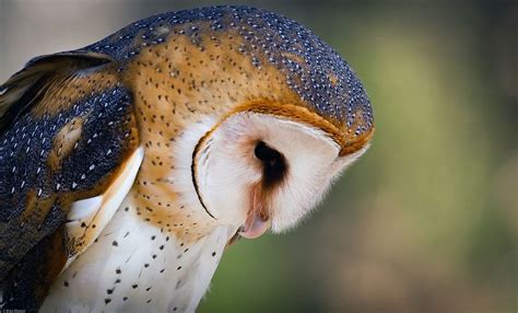 Side Profile Of A Barn Owl Looking Down Guardians Of Gahoole Owl