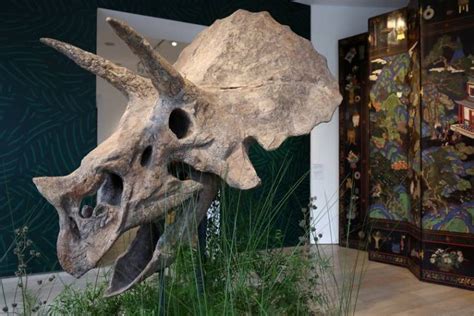 Un Crâne De Triceratops Vieux De 68 Millions Dannées En Vente à Paris 14112023 à 1919
