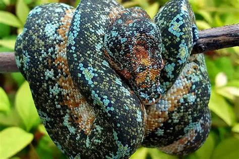 4 Most Beautiful Green Tree Python Morphs