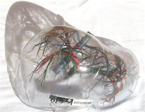 Transparent Liver Dissection Blood Vessel Anatomical Model Teaching