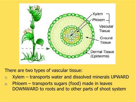 The vascular tissues are anatomically unique among plant tissues in that the cells need to be precisely connected in order for the tissues to carry out their functions. Tissues organs and systems in plants r1
