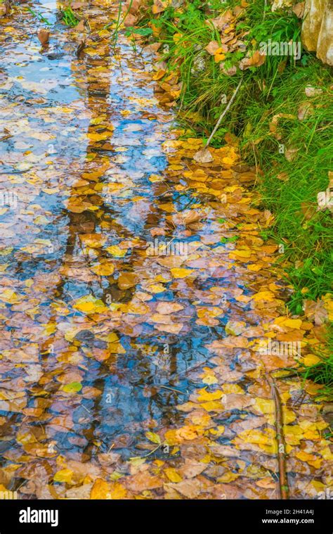 Autumn Leaves And Reflections On Water Stock Photo Alamy