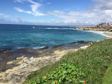 Playful Seals At La Jolla Cove California Gina Pacelli