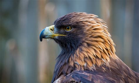 Crime Crackdown In The Cairngorms After Spate Of Golden Eagle Killings