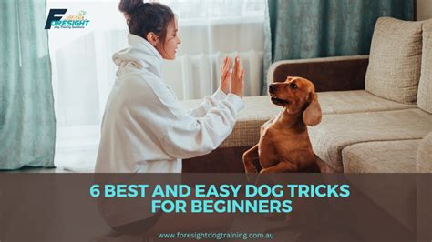 6 Best And Easy Dog Tricks For Beginners