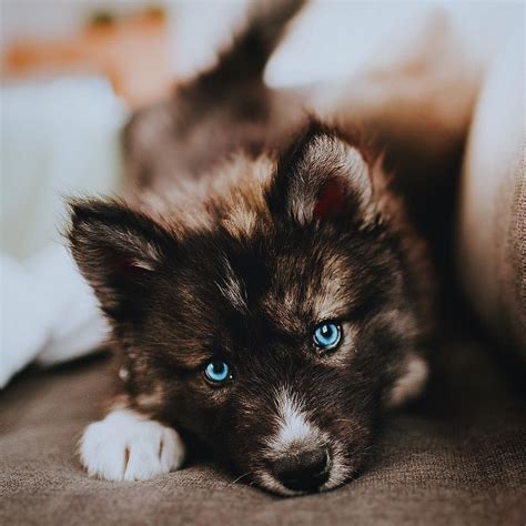 Little Wolf Puppy Cute Dogs From Graywoof On Instagram Cute Baby