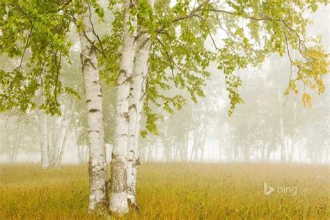 Birch Tree Wallpaper ·① Download Free Awesome Hd Backgrounds For