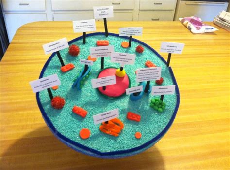 These organelles are immersed in a liquid called cytoplasm (in light yellow in the model) and bounded by plasma membrane (light brown). 3D model of an animal cell. Dylan's 6th grade project for ...