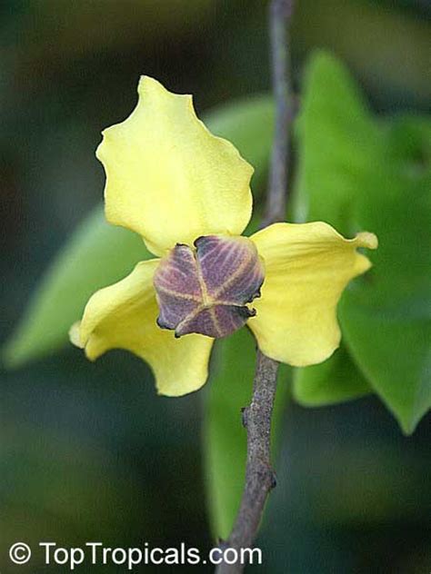 Narilatha Flower Plants Wikipedia Best Flower Site
