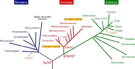 Phylogenetic Tree Of The Three Domains Bacteria Archaea And Eukarya