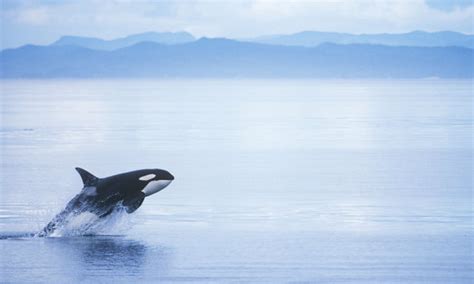 Blog Loro Parque Blog Archive Big Oil V Orcas