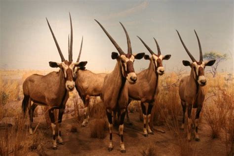 Free Images Nature Horn Herd Mammal Beef Fauna Antelope Wild