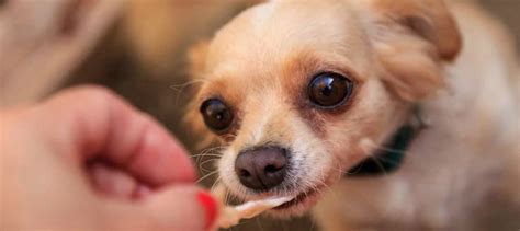 It's not uncommon for chihuahuas to refuse a meal just because they don't like the taste. Top 5 Best Dog Food for Chihuahua - Personal Picks and ...