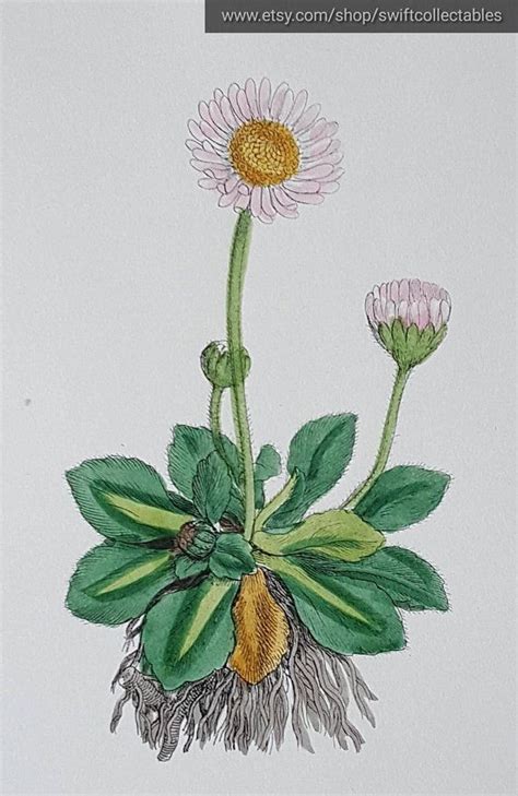 Common Daisy Print Antique Botanical Print Bellis Perennis Etsy