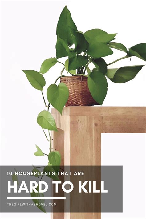 Top Ten Hard To Kill Houseplants The Girl With A Shovel