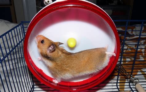 Pourquoi Le Hamster Tourne Dans Sa Roue Le Plus