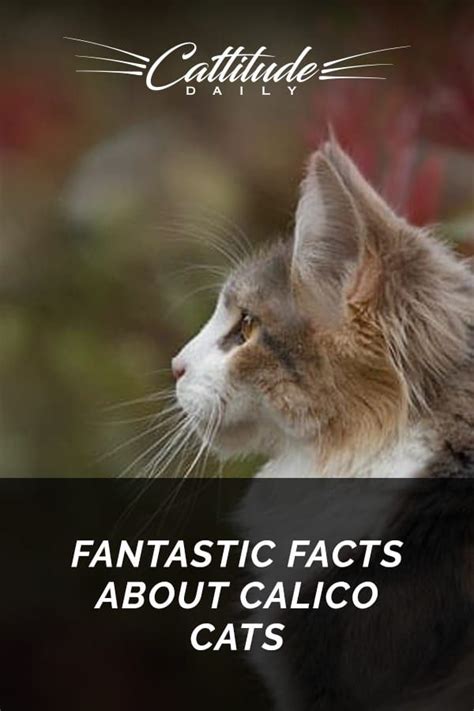 Fantastic Facts About Calico Cats Calico Cat Cat Facts Cats