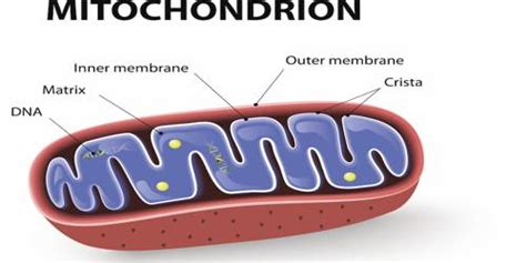 Mitochondria Definition With Functions Qs Study