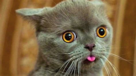 Funny Cat Faces Lol Cats Youtube