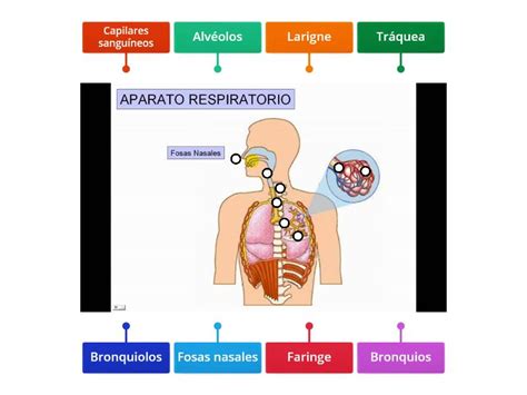 Partes Del Sistema Respiratorio Diagrama Etiquetado Images And Photos