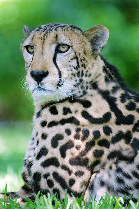 Rare Nearly 16 Year Old King Cheetah Dies At Zoo Miami Miami Herald