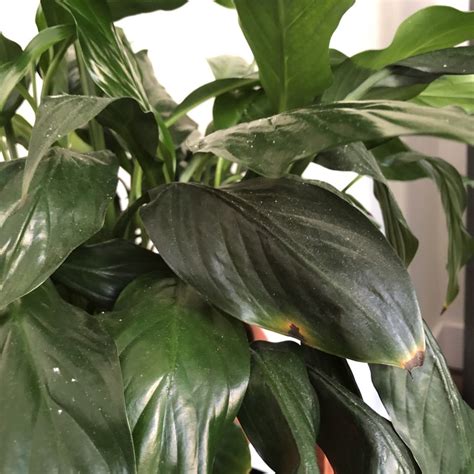 7 Most Common House Plants Problems, (And How to Solve Them) - My ...