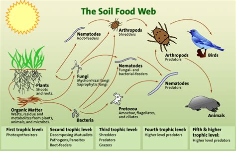Relationship between the soil food web, plants, organic matter and animals. Organics Series, Part 2: The Organic Soil is Alive & How ...