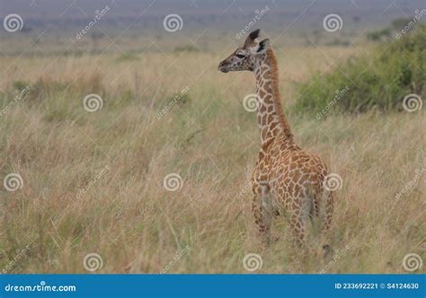 Cute Baby Masai Giraffe Standing In The Wild Savannah Of The Masai Mara