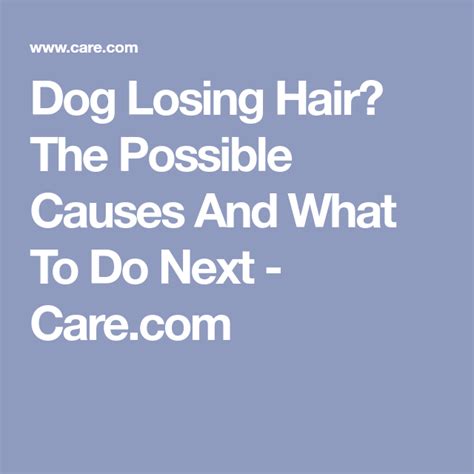 Dog Losing Hair Here Are Potential Causes — And How To Treat It Lost