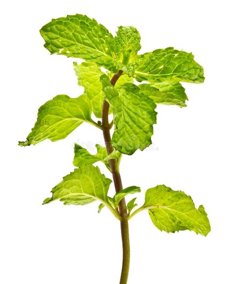 Fresh Mint Stock Image Image Of Leaf Herb Mint Medicine 36295903