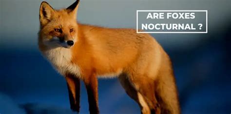 Are Foxes Nocturnal Whydo