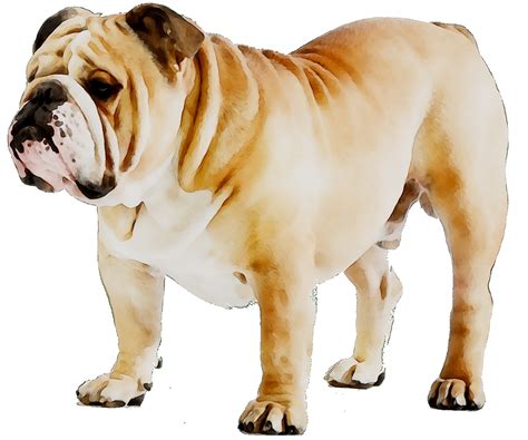 French Bulldog Puppy Dog Breed American Bulldog Png Download 1553