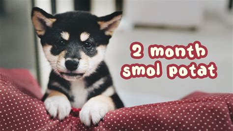 2 Month Old Shiba Inu Puppy Compilation Youtube