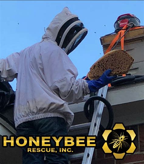 Honey Bee Rescue Live Bee Removal And Bee Control