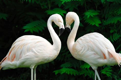 Free for commercial use no attribution required high quality images. Know What Flamingos Eat? You'll Be Amazed to Find Out ...