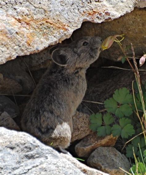 A Picnic With A Pika The National Wildlife Federation Blog The