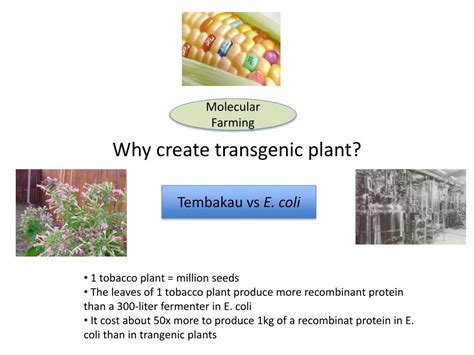 Ppt Tanaman Transgenik Powerpoint Presentation Free Download Id
