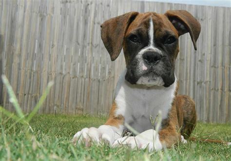 You also need to know the right amount to offer your pup for each stage of life. Top 15 Best Dog Food For Boxer Puppies Available in 2021 | PetStruggles