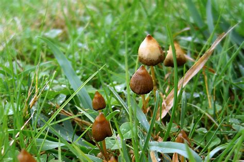 Liberty Caps Mushrooms Identification Psilocybe Semilancea Flickr