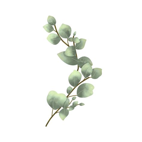 Free Eucalyptus Watercolor Png Free Transparent Clipart Clipartkey My
