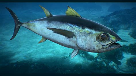 Tuna Fish 3D asset | CGTrader